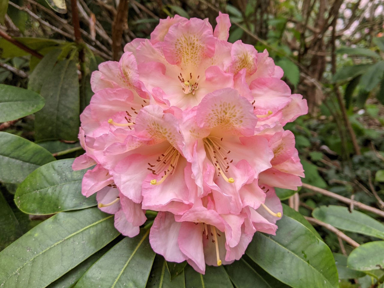 Unnamed hybrid seedling